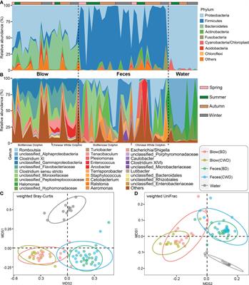 The effects of human care on the blowhole and gut microbiotas of two cohabiting dolphin species based on a year-round surveillance